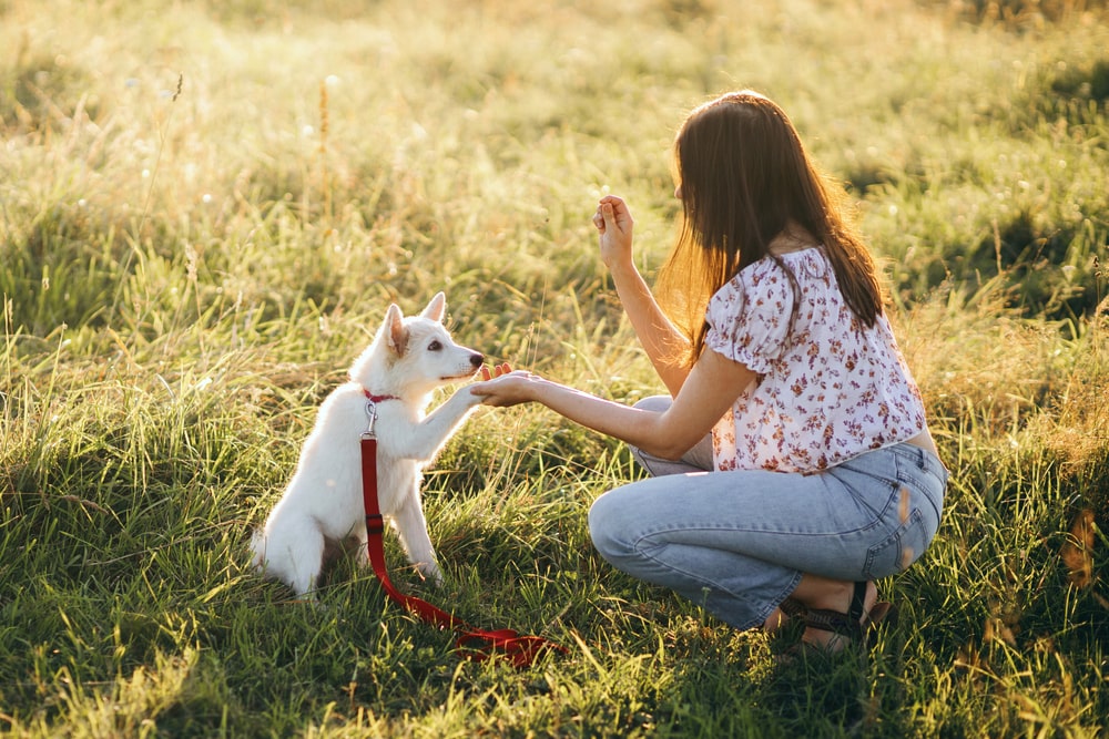 équipement prévoir pour accueillir un chiot